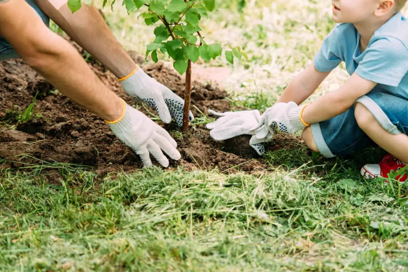 A child planting a tree with dad as a yearly birthday tradition.