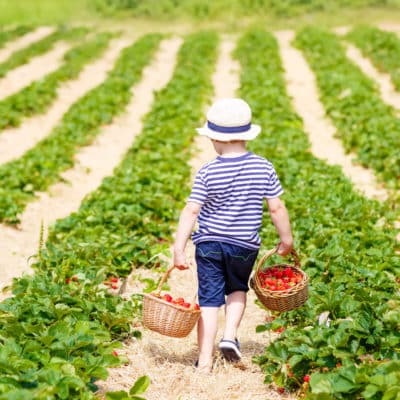 24 Free Activities to Do with Your Kids; Take your kids berry picking for a fun summer activity